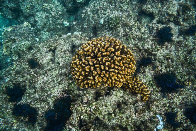 Los Cabos Snorkeling Tour to Chileno Bay and Santa Maria Cove - Getting there: Plaza Gali, cruise ship tips, and optional transport