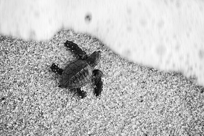 Los Cabos turtle release conservation program - Key highlights before you go