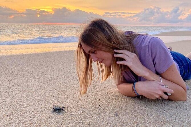 Los Cabos turtle release conservation program - Stop 2 at Playa Migriño: the nesting season story in plain language