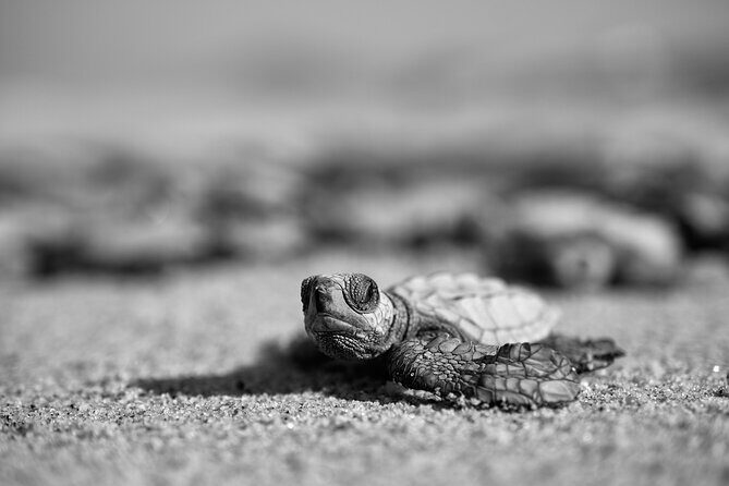 Los Cabos turtle release conservation program - The marine biologist talk: what you’ll learn before you watch