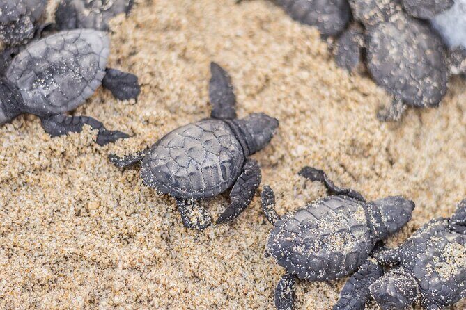 Los Cabos turtle release conservation program - The release itself: how the hatchlings get safely to the surf