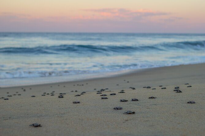 Los Cabos turtle release conservation program - Price and value: is $85 a good deal?