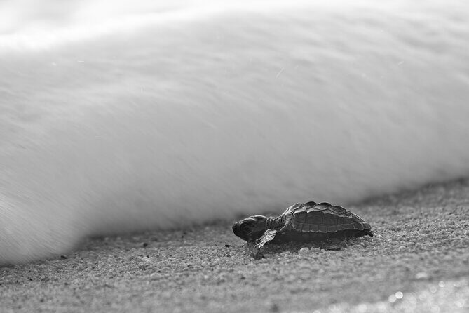 Los Cabos turtle release conservation program - Stop 1 at Rancho Carisuva: conservation at a ranch with donkeys and turtles