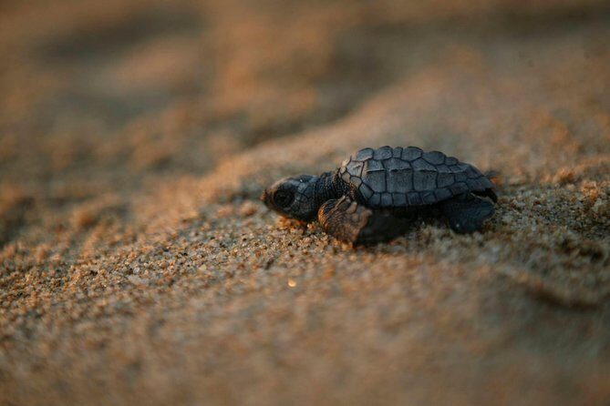 Los Cabos Turtle Release Eco-Experience - Key things to know before you go