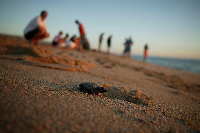 Los Cabos Turtle Release Eco-Experience - Turtle Adoption Plus a Real Release on Cabo’s Beaches