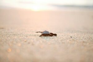 Los Cabos Turtle Release Eco-Experience - The Beach Stop in San José del Cabo: Where You’ll Release Hatchlings