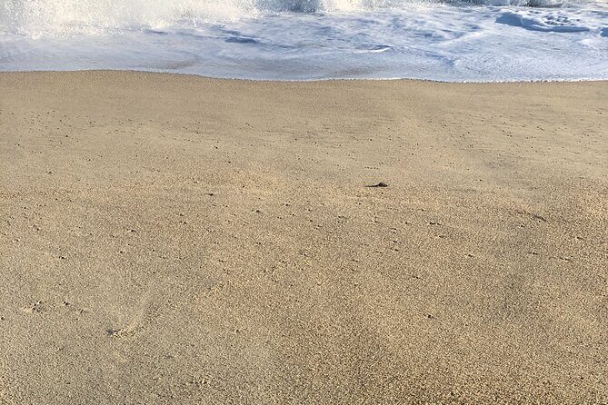 Los Cabos Turtle Release Eco-Experience - Hands-On Moments: Gloves, Turning Hatchlings, and the Rules of the Sand