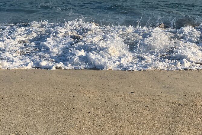 Los Cabos Turtle Release Eco-Experience - Getting There: Hotel Pickup, Mobile Ticket, and a Max-20 Group