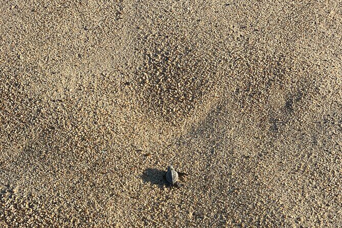 Los Cabos Turtle Release Eco-Experience - How Long It Actually Takes (And Why That’s Good)