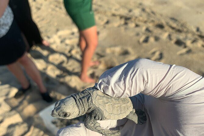 Los Cabos Turtle Release Eco-Experience - Value Check: What’s Included in the $95 Price