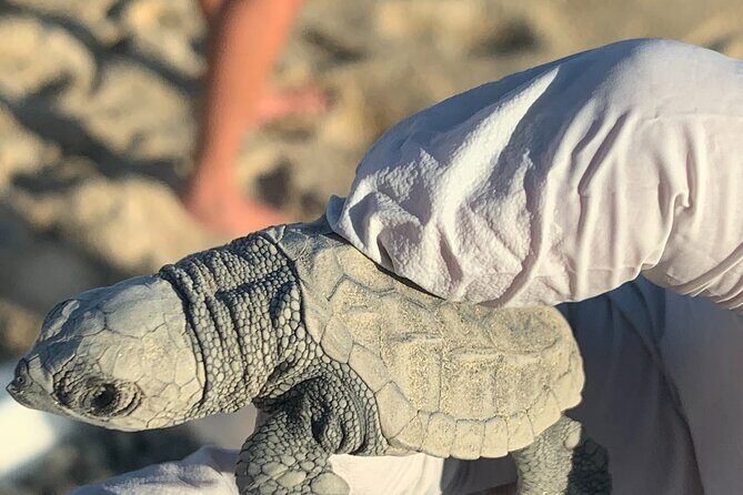 Los Cabos Turtle Release Eco-Experience - Weather, Terrain, and Who Should Join