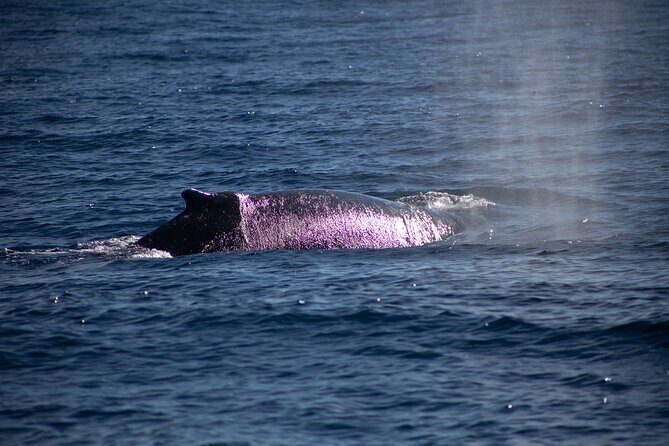 Los Cabos Whale Watching Cruise Including Breakfast - Photo reality check: how to get better whale pictures from a moving boat