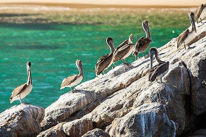 Los Cabos Whale Watching Cruise Including Breakfast - Price and value: is $99 actually a fair deal?