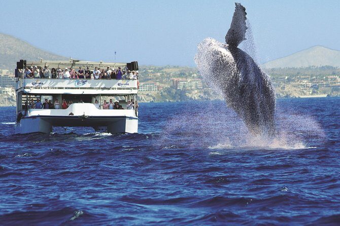 Los Cabos Whale Watching Cruise Including Breakfast - Who this whale cruise suits best