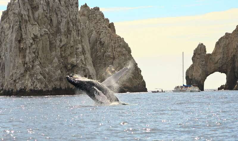 Los Cabos: Whale Watching (Transport and Pictures Included) - Who this tour fits best—and who should skip it