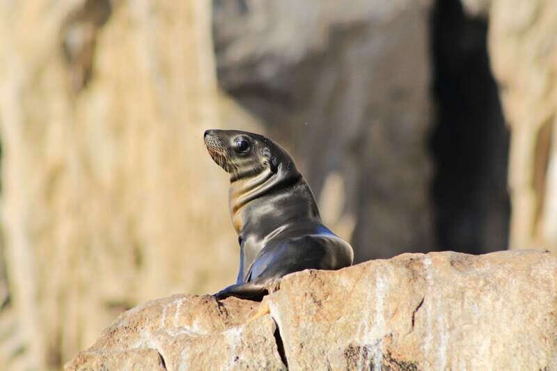Los Cabos: Whale Watching (Transport and Pictures Included) - Getting to the marina: the part you don’t want to stress about