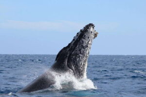 Los Cabos: Whale Watching (Transport and Pictures Included) - The boat ride setup: shade, life vest, and real comfort
