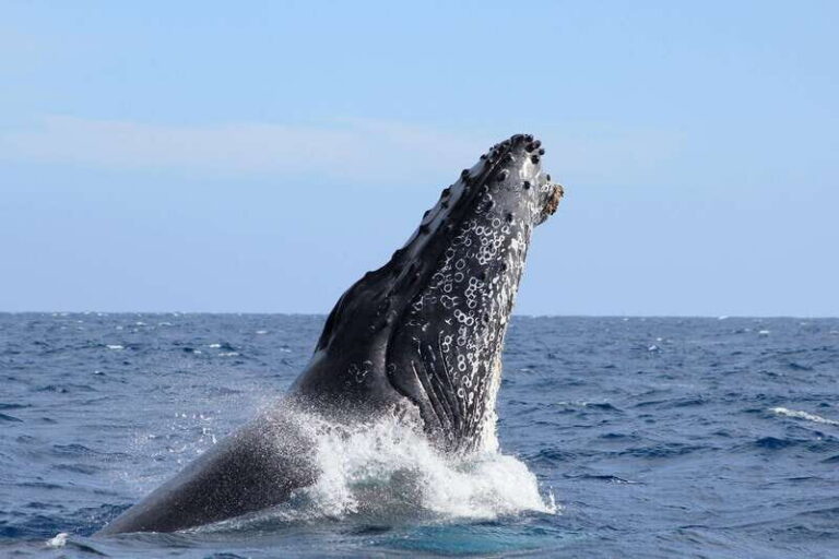 Los Cabos: Whale Watching (Transport and Pictures Included) - The boat ride setup: shade, life vest, and real comfort