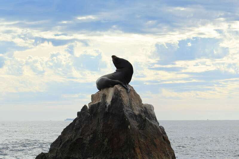 Los Cabos: Whale Watching (Transport and Pictures Included) - What to bring (and what will annoy you on the boat)