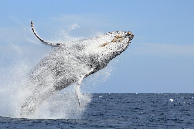 Los Cabos Whale Watching (Transportation and Pictures Included) - Key highlights I’d target on this tour