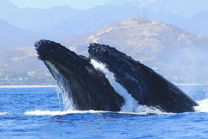 Los Cabos Whale Watching (Transportation and Pictures Included) - Chasing Whales in the Gulf of California (Without Getting Too Close)