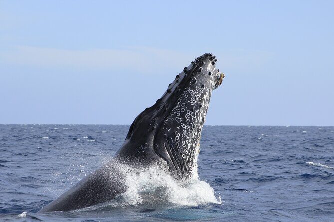 Los Cabos Whale Watching (Transportation and Pictures Included) - Guide Facts That Actually Change What You Notice