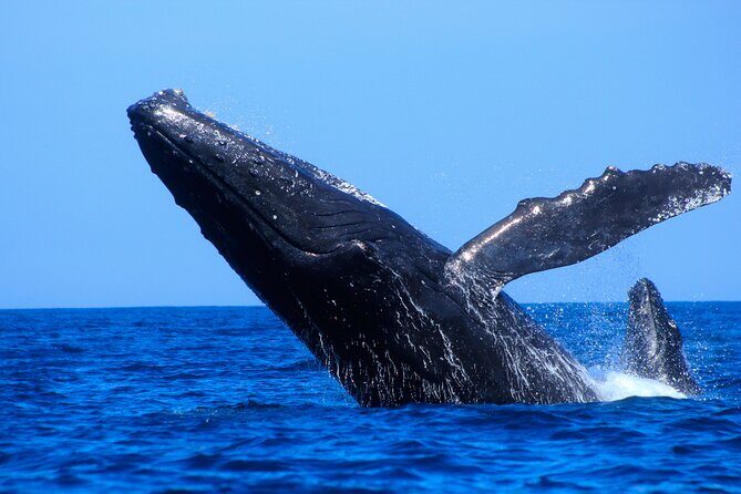 Los Cabos Whale Watching (Transportation and Pictures Included) - Included Snacks, Included Photos: Real Value Math