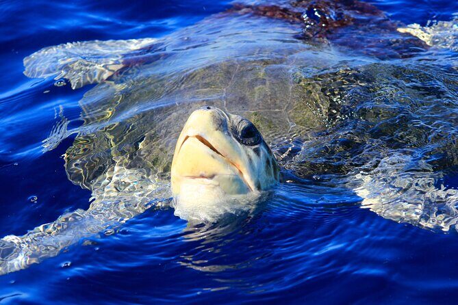 Los Cabos Whale Watching (Transportation and Pictures Included) - Timing Tips: Morning Runs Tend to Hit Hard