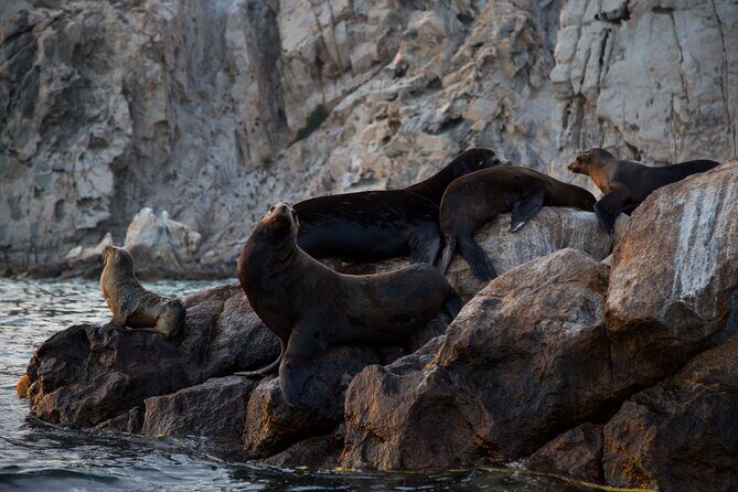 Los Cabos Whale Watching (Transportation and Pictures Included) - What to Bring: Light Layers and Sea-Sickness Backup