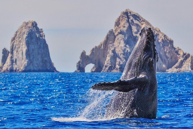Luxury Catamaran Whale Watching Cabo San Lucas - Key Points You’ll Care About