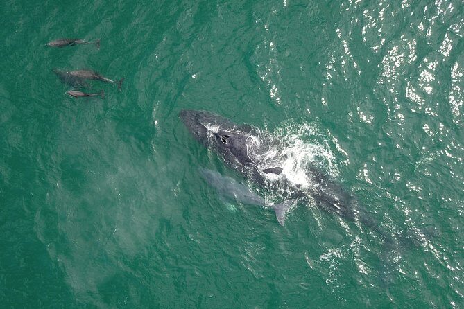 Luxury Catamaran Whale Watching Cabo San Lucas - Onboard Vibes: Snacks, Drinks, and a Crew That Guides Your Eyes
