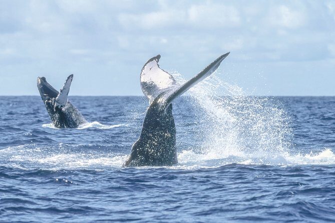 Luxury Catamaran Whale Watching Cabo San Lucas - Price and Value: What This $129 Ticket Actually Buys