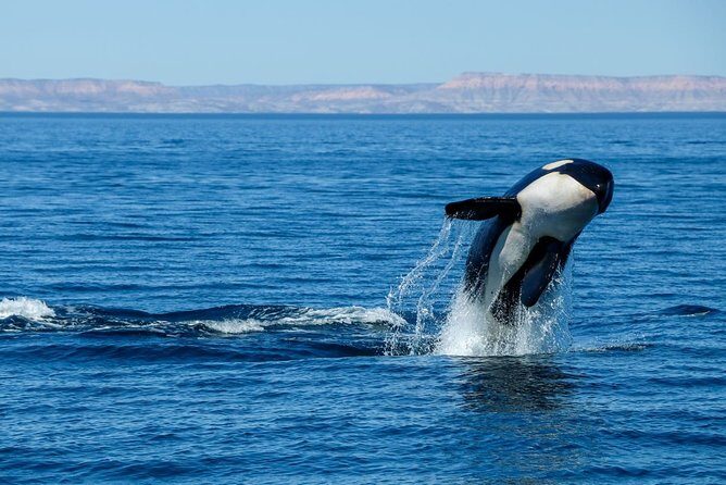 Luxury Catamaran Whale Watching Cabo San Lucas - Who Should Book This Luxury Whale Watch (and Who Might Want to Skip It)