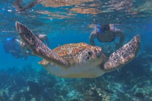 Luxury Sailing & Snorkeling Experience from Riviera Maya - Hotel Pickup and Timing: The Part That Can Stretch the Day