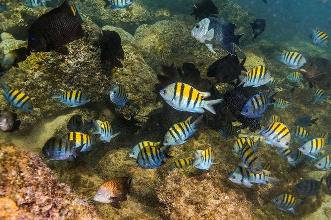 Magical Cenote and Paradise Lagoon Snorkeling Adventure - Gear, Sun, and Safety Stuff You Should Know Before You Go
