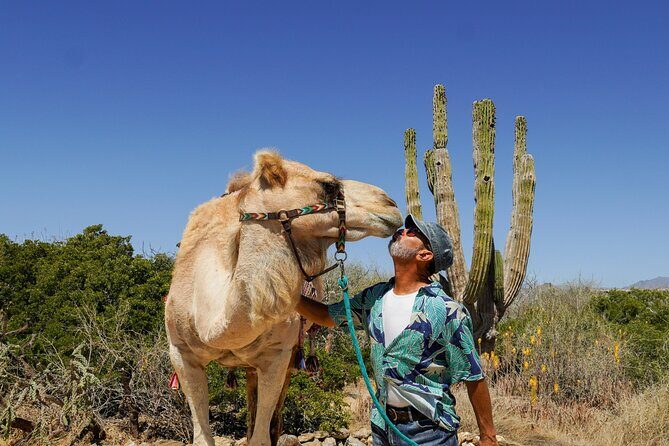 Magical Todos Santos Tour, Camel Ranch, Lunch and Tequila - Todos Santos First: Why This Town Works