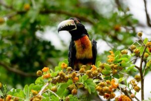 Mahahual and Costa Maya Birdwatching - The 7:00 am pickup plan (and why it helps your life list)