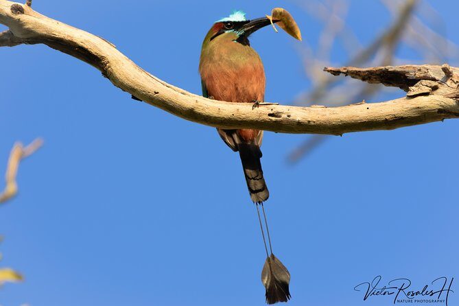 Mahahual and Costa Maya Birdwatching - What Victor does differently: calls, quick scanning, and shared viewing