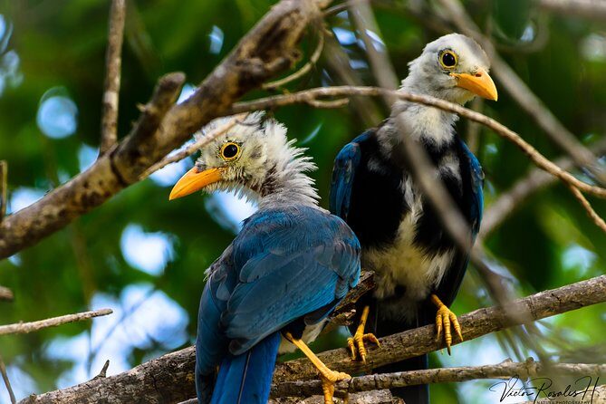 Mahahual and Costa Maya Birdwatching - Lunch included: what it means for a 5-hour birding day