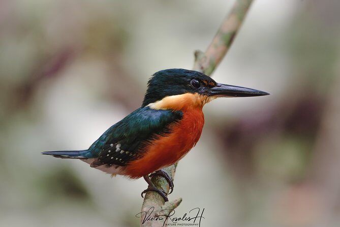 Mahahual and Costa Maya Birdwatching - Photography moments: using birds’ behavior instead of luck