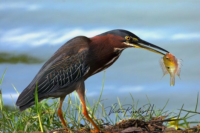 Mahahual and Costa Maya Birdwatching - Transportation and park fees: why “included” matters more than you think