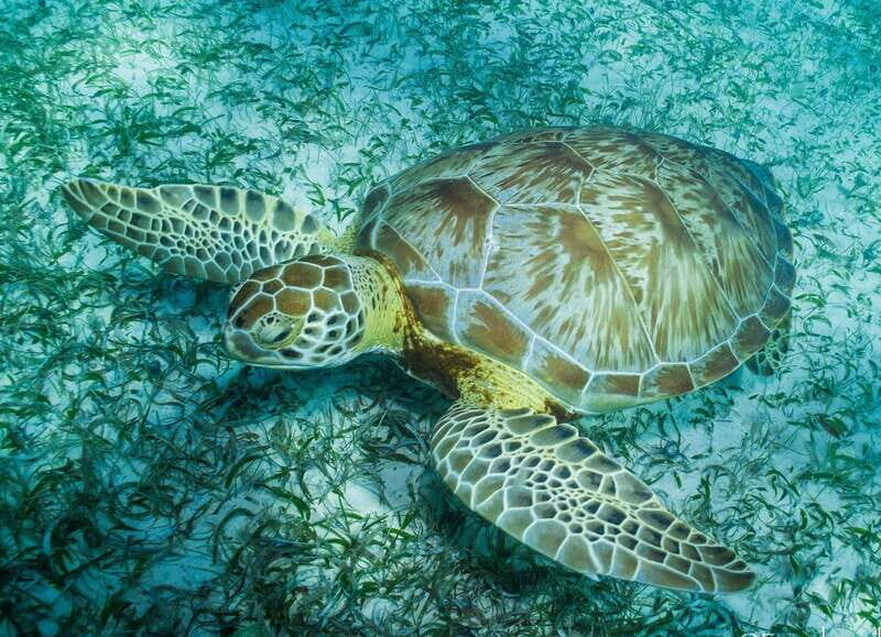 Mahahual: Snorkel Tour in Reef Lagoon - Key things to know before you go