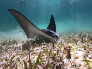 Mahahual: Snorkel Tour in Reef Lagoon - Getting to the snorkel center inside Blue Kay Ecocabañas