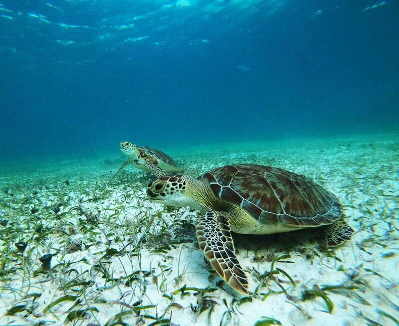 Mahahual: Snorkel Tour in Reef Lagoon - Gear fitting and the reef-life briefing (this part matters)