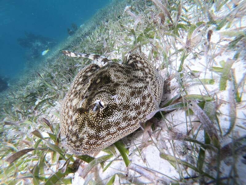 Mahahual: Snorkel Tour in Reef Lagoon - Your snorkeling circuit: 1 hour in calm lagoon water