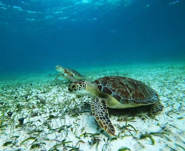 Mahahual: Snorkel Tour in Reef Lagoon - Back on shore: freshwater, coffee, and a fruit snack reset