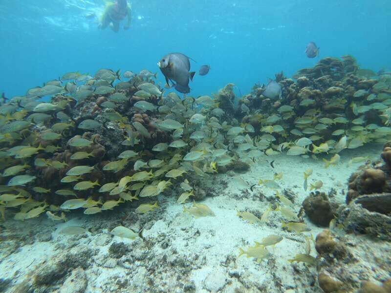 Mahahual: Snorkel Tour in Reef Lagoon - Price and value: is $37 really a fair deal?