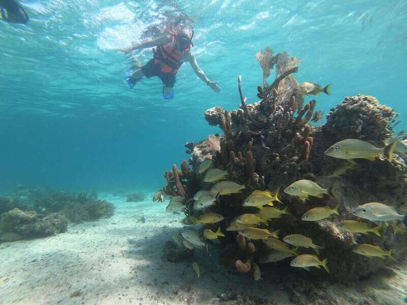 Mahahual: Snorkel Tour in Reef Lagoon - Who should book this snorkel tour in Mahahual
