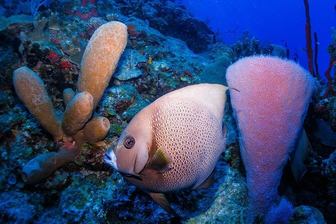 Mahahual Snorkeling Adventure: Turtle Encounter - Equipment and Safety: What It Feels Like with a Guide in Your Lane