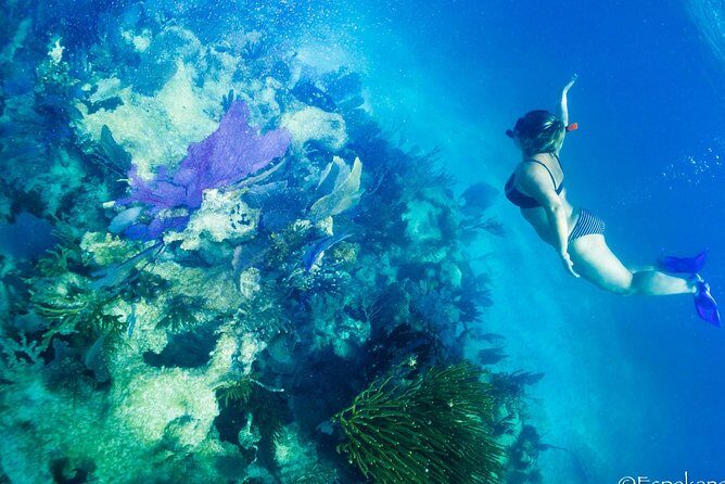 Mahahual Snorkeling Adventure: Turtle Encounter - Getting to the Meeting Point from Costa Maya (and What It Costs You)